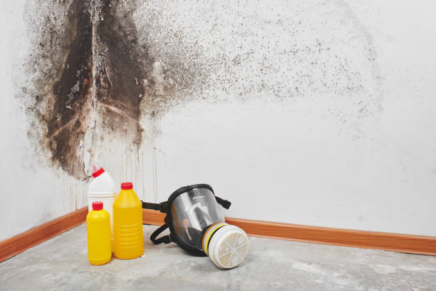 Best Emergency Mold Remediation in Kingsville, TX