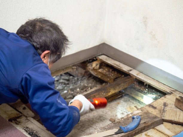 Best Crawl Space Mold Remediation in Kingsville, TX