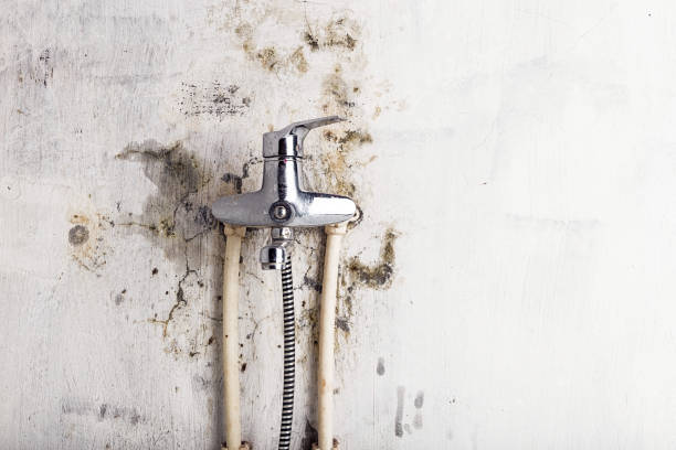 Best HVAC Mold Remediation in Kingsville, TX