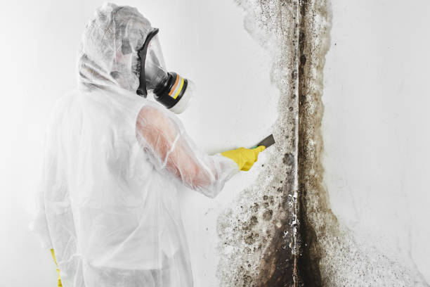 Best Post-Flood Mold Remediation in Kingsville, TX