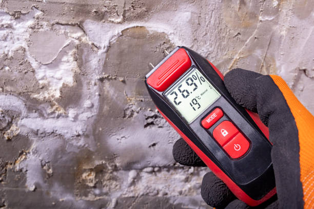 Best Black Mold Remediation in Kingsville, TX
