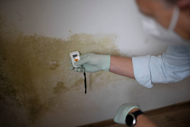 Best Localized Mold Remediation (e.g., coastal areas, humid climates) in Kingsville, TX