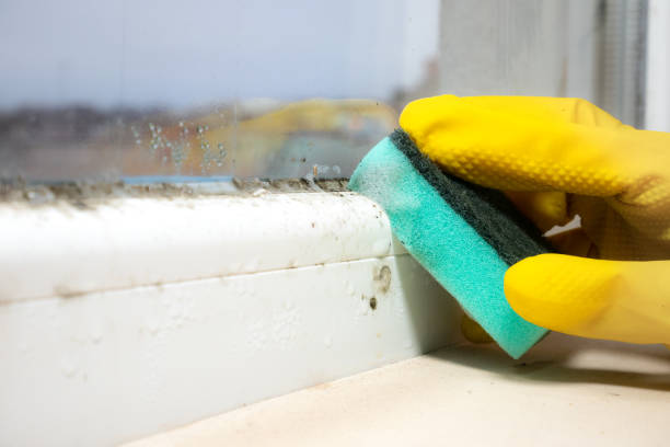 Best Industrial Mold Remediation in Kingsville, TX