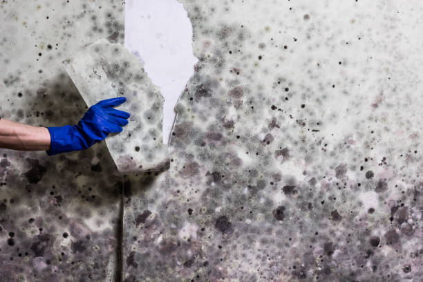 Best Mold Testing and Inspection Services in Kingsville, TX
